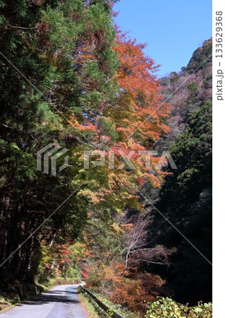 大北川渓谷 道路沿いの紅葉 (高知県 大川村) 大北川渓谷 道路沿いの紅葉 (高知県 大川村) 133629368