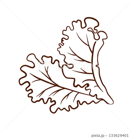 Two lettuce leaves. Vector illustration in a line art style. Clean brown lines, wavy edges, and pronounced veins are isolated on a white background. Suitable for menus, packaging, logos, fast food 133629401