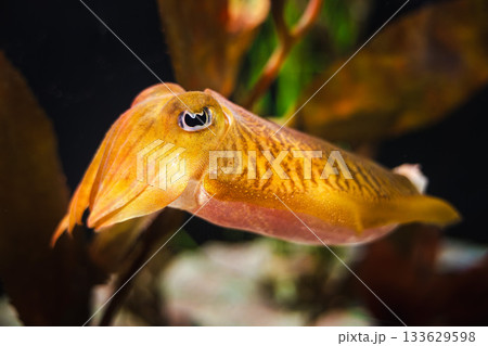Golden cuttlefish swimming near underwater plants, showing vivid color patterns and detailed body texture 133629598