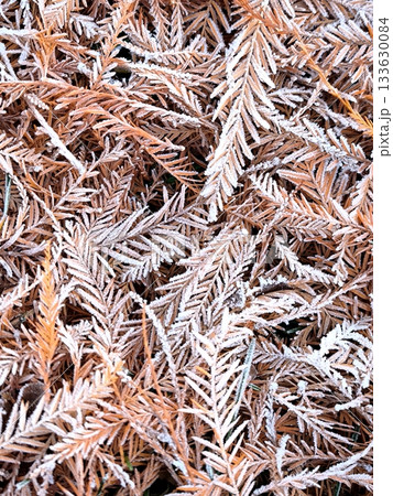 A close-up of frost-covered winter conifer foliage. The first frost. A close-up of frost-covered winter conifer foliage. The first frost. 133630084