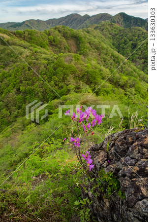 ミツバツツジの花と新緑の丹沢表尾根、塔ノ岳の眺め 133630103