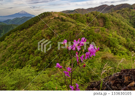 ミツバツツジの花と新緑の丹沢表尾根、塔ノ岳・富士山の眺め 133630105