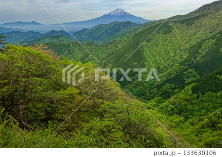 新緑の丹沢表尾根から見る富士山 133630106