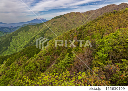 新緑の丹沢表尾根から見る塔ノ岳と富士山 新緑の丹沢表尾根から見る塔ノ岳と富士山 133630109