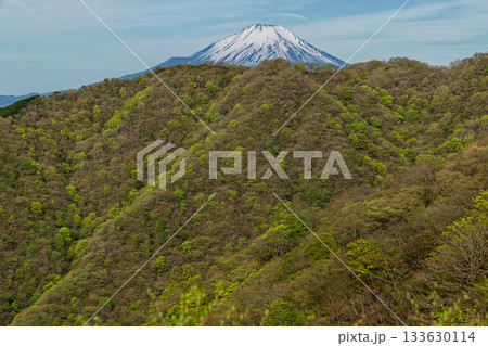 丹沢表尾根から見る新緑の大倉尾根と残雪の富士山 133630114