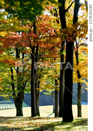 しいのき迎賓館の紅葉 しいのき迎賓館の紅葉 133630280