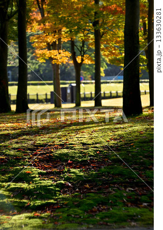 しいのき迎賓館の紅葉 しいのき迎賓館の紅葉 133630281