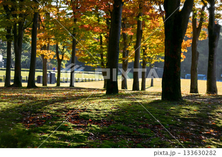 しいのき迎賓館の紅葉 133630282