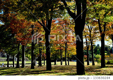 しいのき迎賓館の紅葉 しいのき迎賓館の紅葉 133630284
