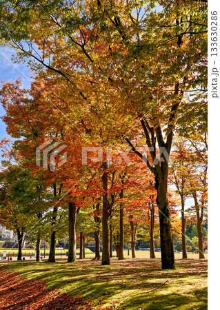 しいのき迎賓館の紅葉 しいのき迎賓館の紅葉 133630286