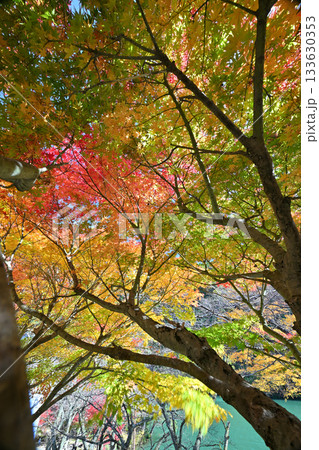 庄川・水記念公園の紅葉 庄川・水記念公園の紅葉 133630353