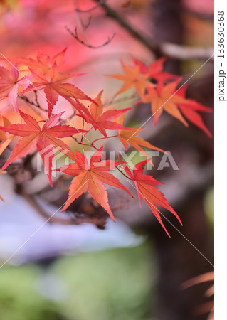 庄川・水記念公園の紅葉 庄川・水記念公園の紅葉 133630368