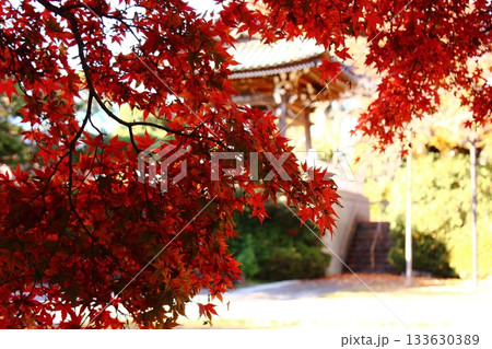 晴れた日の陽射しを浴びる福蔵院の楓（3） 133630389