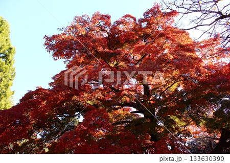 晴れた日の陽射しを浴びる福蔵院の楓(4) 晴れた日の陽射しを浴びる福蔵院の楓(4) 133630390