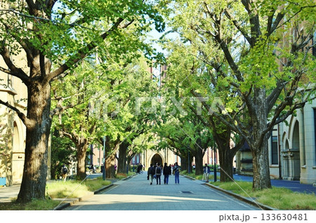 東京大学銀杏並木 133630481