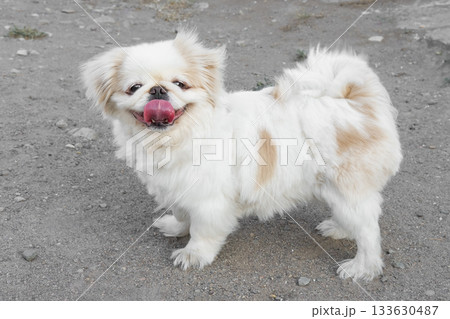 A cute white Pekingese dog 133630487