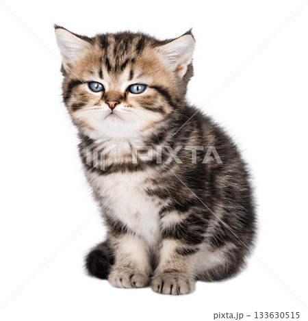 Cute little brown kitten with blue eyes isolated on white background Cute little brown kitten with blue eyes isolated on white background 133630515