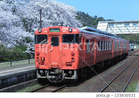 桜が満開の竹野駅（JR西日本の山陰本線）停車中のキハ40系気動車 133630531