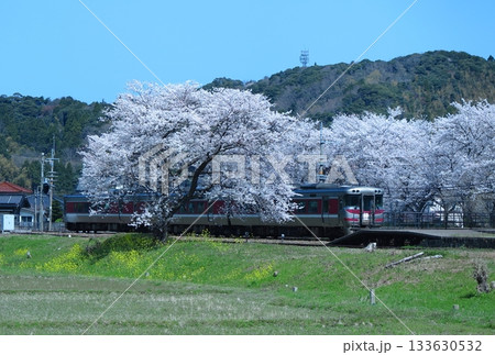 春の竹野駅（JR西日本の山陰本線）、ホームを出ていく「特急はまかぜ」と、満開の桜の遠望 133630532