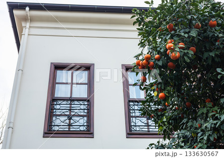 Orange tree with ripe fruit next to cream-colored building with dark windows Orange tree with ripe fruit next to cream-colored building with dark windows 133630567