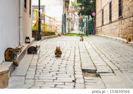 Cats roaming a quiet cobblestone street in a historic neighborhood 133630568