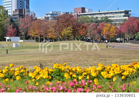 しいのき緑地の紅葉 しいのき緑地の紅葉 133630601