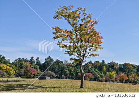 しいのき緑地の紅葉 しいのき緑地の紅葉 133630612