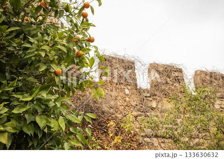 Ancient stone wall and lush orange tree with overcast sky in the background Ancient stone wall and lush orange tree with overcast sky in the background 133630632
