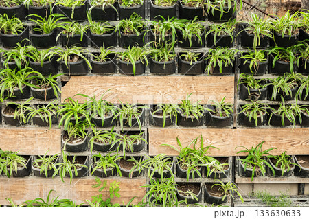 Vertical garden with potted plants arranged on wooden shelves for outdoor display Vertical garden with potted plants arranged on wooden shelves for outdoor display 133630633