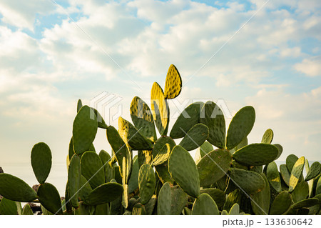 Vibrant green cactus under cloudy sky at sunrise Vibrant green cactus under cloudy sky at sunrise 133630642