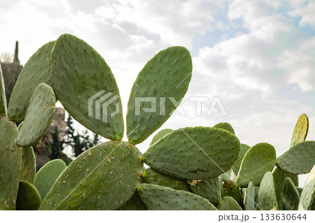 Prickly pear cactus against a cloudy sky in natural landscape Prickly pear cactus against a cloudy sky in natural landscape 133630644