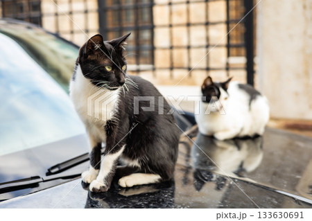 Two cats relax on car hood in urban setting 133630691