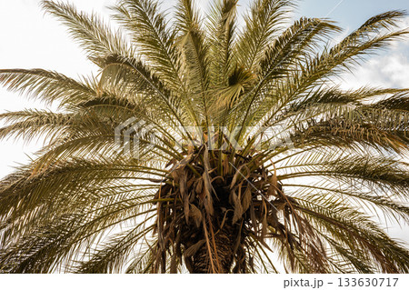 Majestic palm tree against a bright sky with sunlight filtering through leaves 133630717