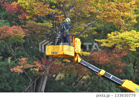 公園の木の伐採作業　環境保全や安全対策　公共事業 133630779