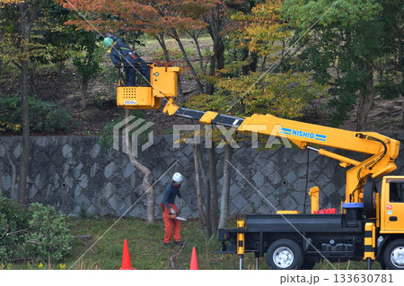 公園の木の伐採作業　環境保全や安全対策　公共事業 133630781