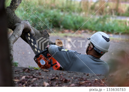 公園の木 チェーンソーで伐採作業 環境保全や安全対策 公共事業 公園の木 チェーンソーで伐採作業 環境保全や安全対策 公共事業 133630783