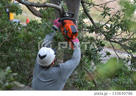 公園の木　チェーンソーで伐採作業　環境保全や安全対策　公共事業 133630786