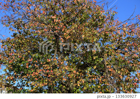 紅葉した桜の木 紅葉した桜の木 133630927