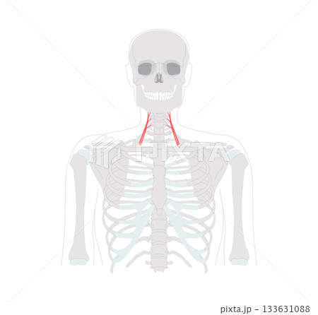 Anterior scalene - Human neck muscle anatomy chart located on the lateral neck, assists in elevating first rib during 133631088