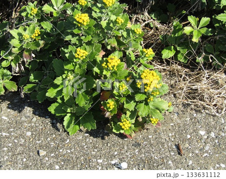 検見川浜の散歩道のイソギクの黄色い花と蕾 検見川浜の散歩道のイソギクの黄色い花と蕾 133631112
