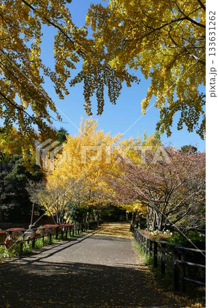 公園の秋 133631262