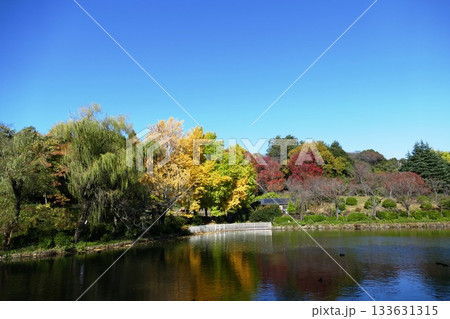 公園の秋 133631315