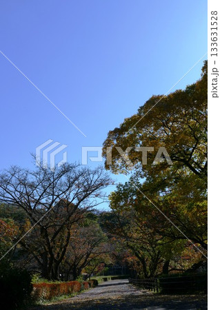 公園の秋 133631528