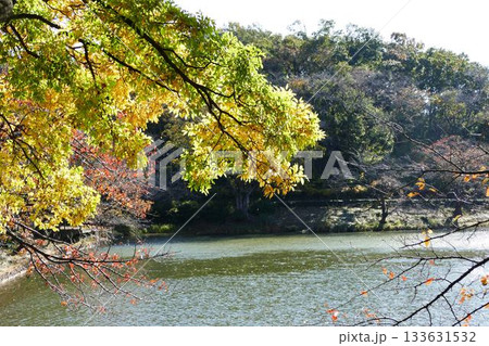 公園の秋 133631532