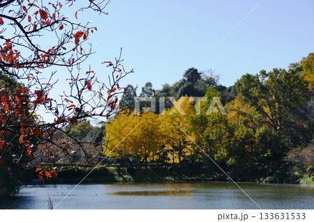 公園の秋 133631533