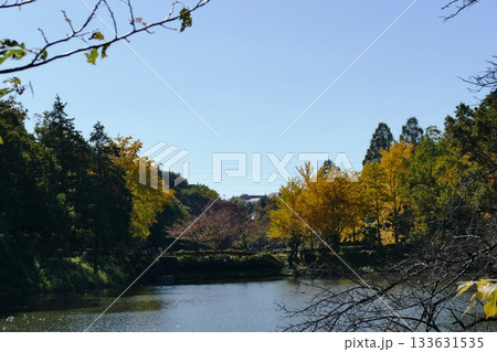 公園の秋 133631535