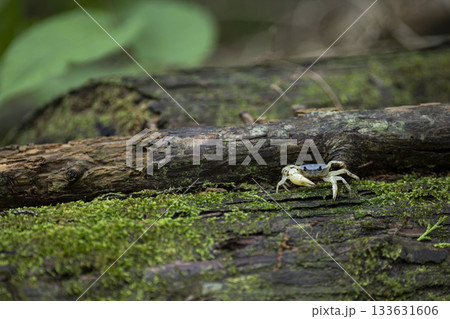 苔むした倒木にいたサワガニ 苔むした倒木にいたサワガニ 133631606