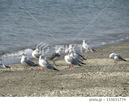 検見川浜に来た冬の渡り鳥ユリカモメ 133631774