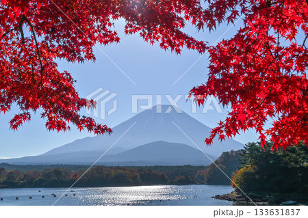 紅葉が美しい精進湖から望む富士山 133631837