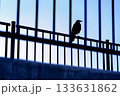 青空と鉄柵に佇むカラスのシルエット 133631862